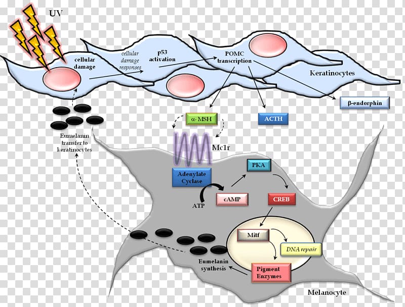 Melanocyte-stimulating hormone Melanocortin 1 receptor Cell Melanosome, Xeroderma Pigmentosum transparent background PNG clipart