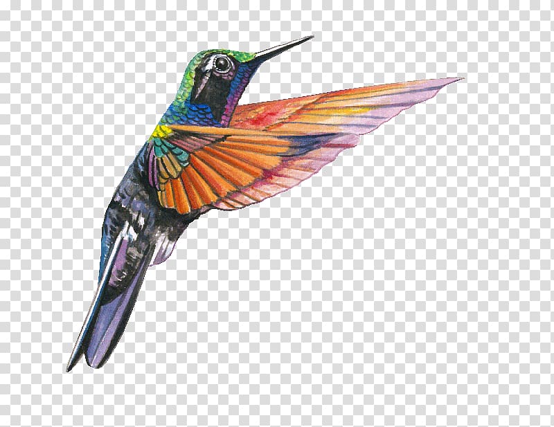 Garnet-throated hummingbird Lamprolaima Beak, Hummingbird transparent background PNG clipart