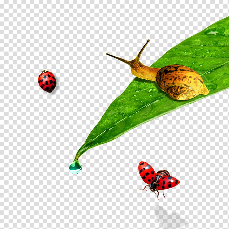 Ladybird Leaf Orthogastropoda, Snail on the leaves transparent background PNG clipart