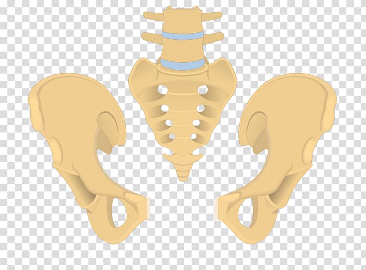 Hip bone Pelvis Sacrum Coccyx, Sacrum transparent background PNG clipart