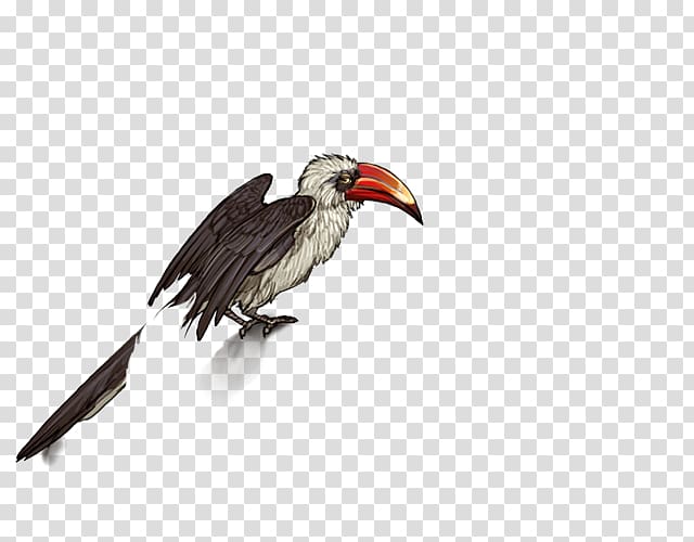 Hornbill Bird Egyptian vulture Beak, Bird transparent background PNG clipart
