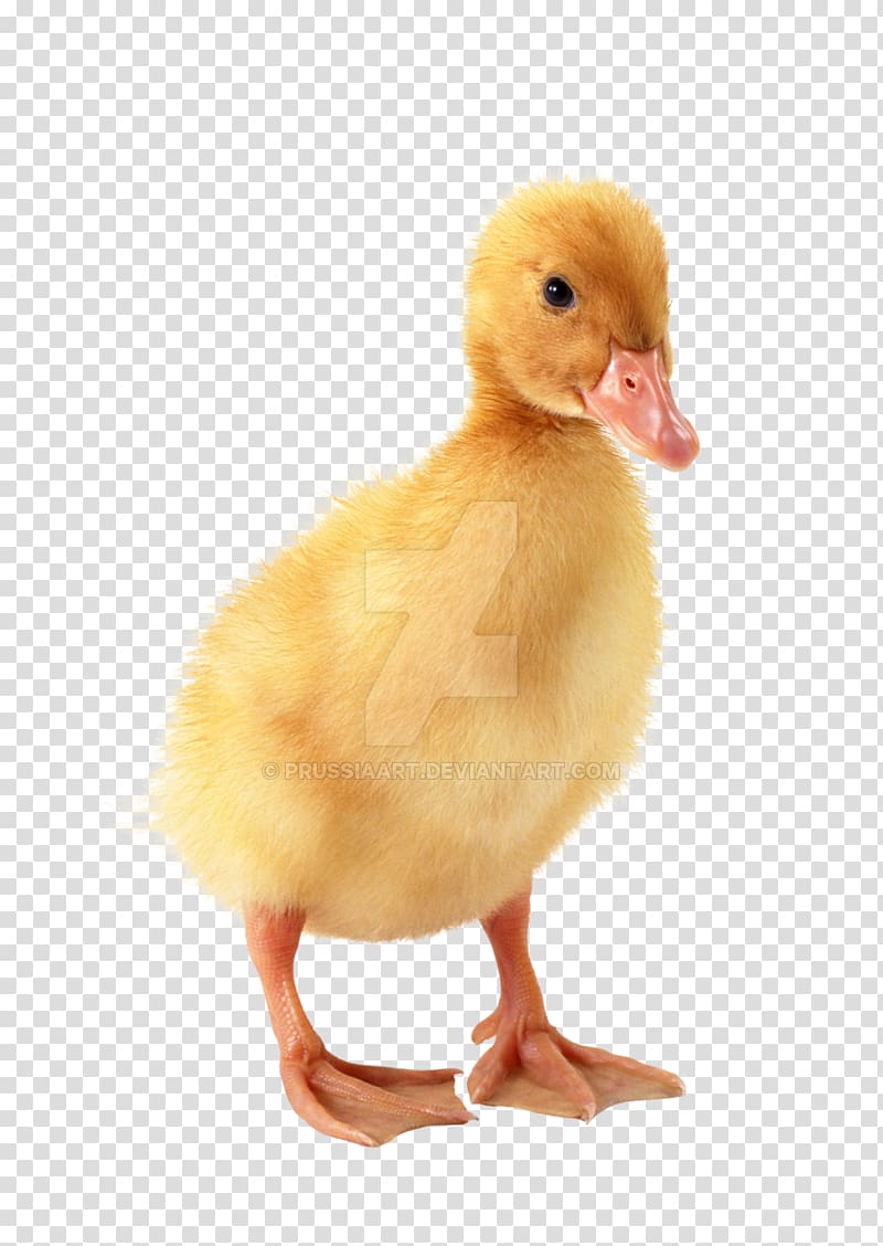 Duckling Duckling Baby Duckling, duck transparent background PNG clipart
