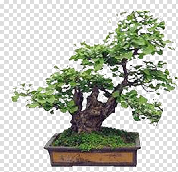 Bonsai Ginkgo biloba Seed Tree Plant, flower bed transparent background PNG clipart