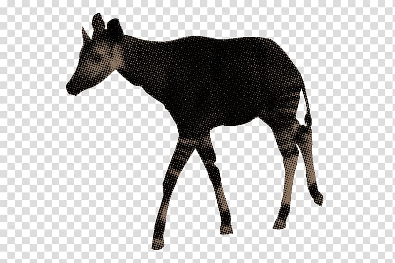 Musk deers Okapi Antelope Wildlife, deer transparent background PNG clipart