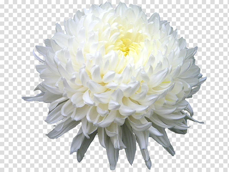 Chrysanthemum xd7grandiflorum Chrysanthemum indicum Chrysanthemum tea Flower, Chrysanthemum HD transparent background PNG clipart