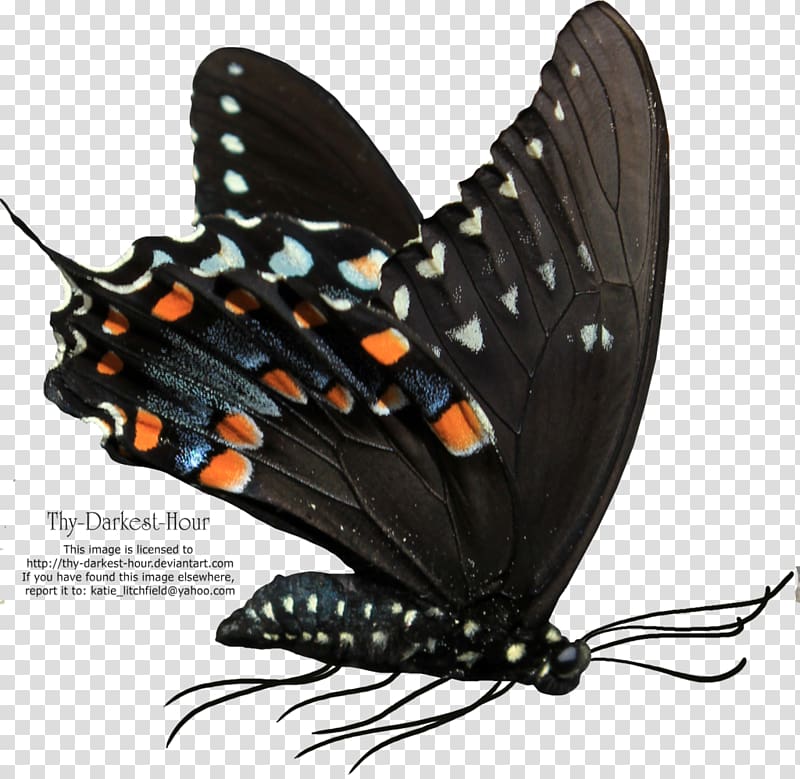 Butterfly net , buterfly transparent background PNG clipart