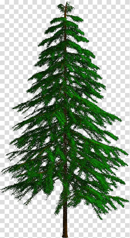 Spruce Fir Pine Larch Christmas tree, reducing transparent background PNG clipart