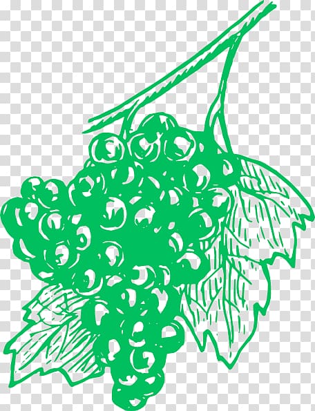 Common Grape Vine Wine Concord grape Grappa, grape Ivy transparent background PNG clipart