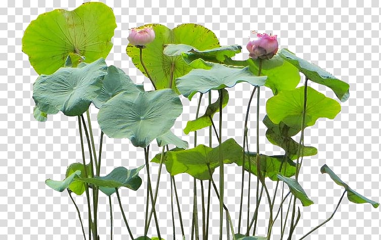 Nelumbo nucifera Aquatic Plants Flower, plant transparent background PNG clipart