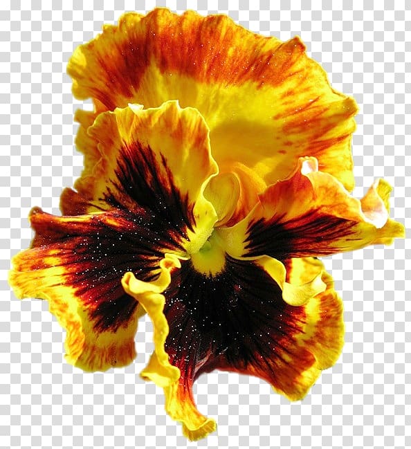 Pansy Cut flowers Petal, others transparent background PNG clipart