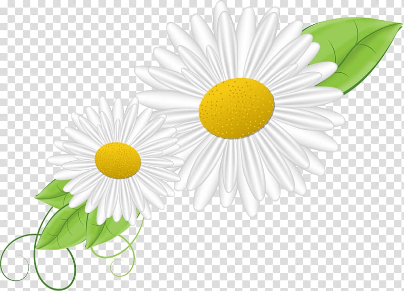 Common daisy Oxeye daisy Chamomile Flower Chrysanthemum, chamomile transparent background PNG clipart