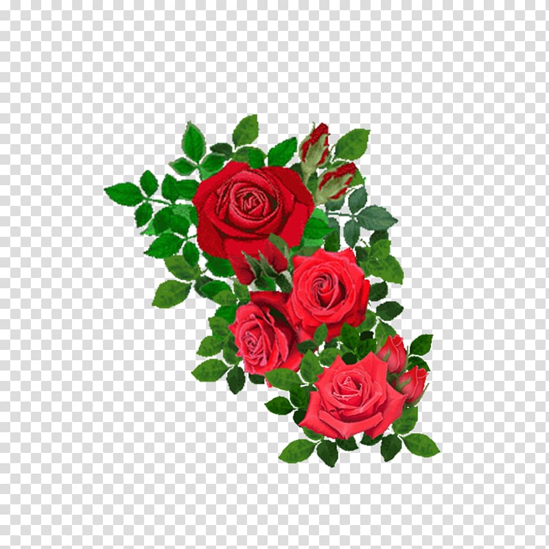 Beach rose Flower , Red rose transparent background PNG clipart