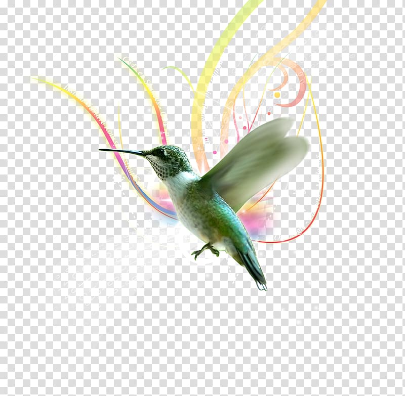 Hummingbird Almas Del Silencio Violetear, others transparent background PNG clipart