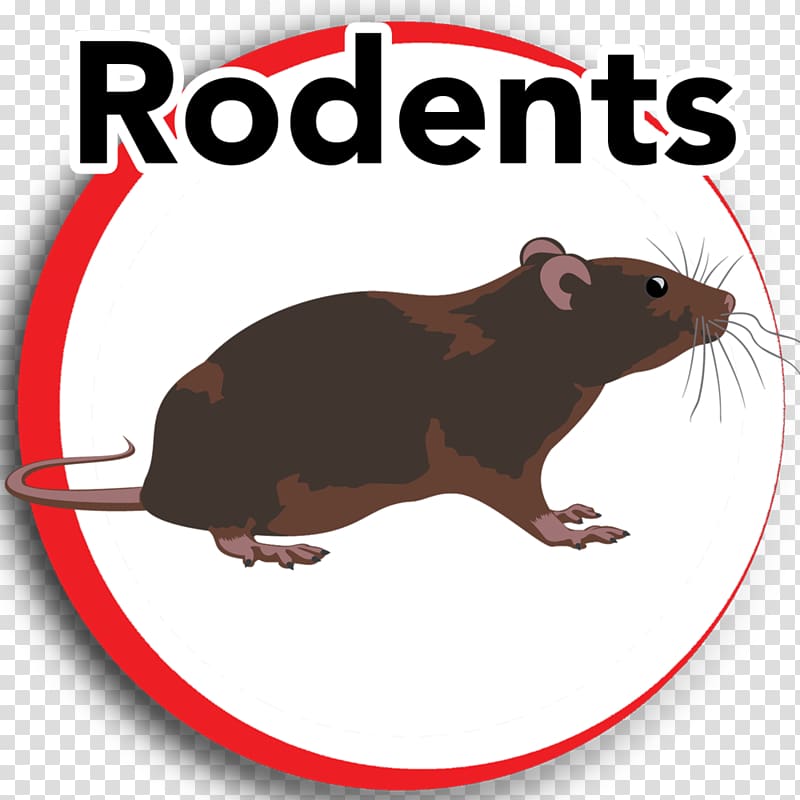 Rat Gerbil Rodent House, rats pests transparent background PNG clipart