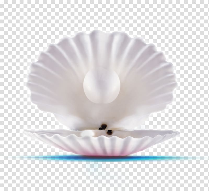 Pearl Commerce Shop JD.com Seashell, shell transparent background PNG clipart