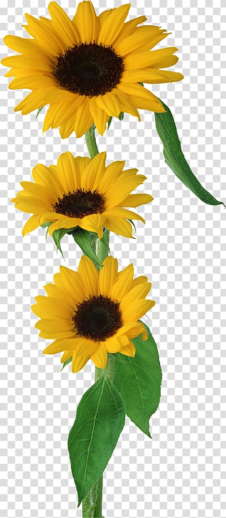 Common sunflower , girassol transparent background PNG clipart