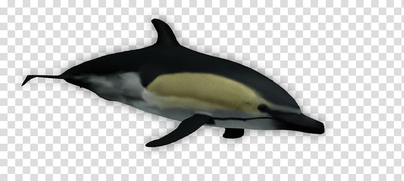 Short-beaked common dolphin, Whitebeaked Dolphin transparent background PNG clipart