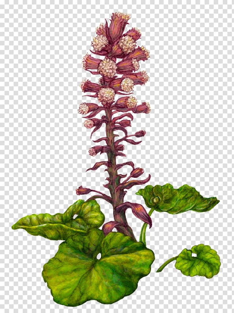 Fuki Petasites hybridus Botanical illustration Rhizome Plant, plant transparent background PNG clipart