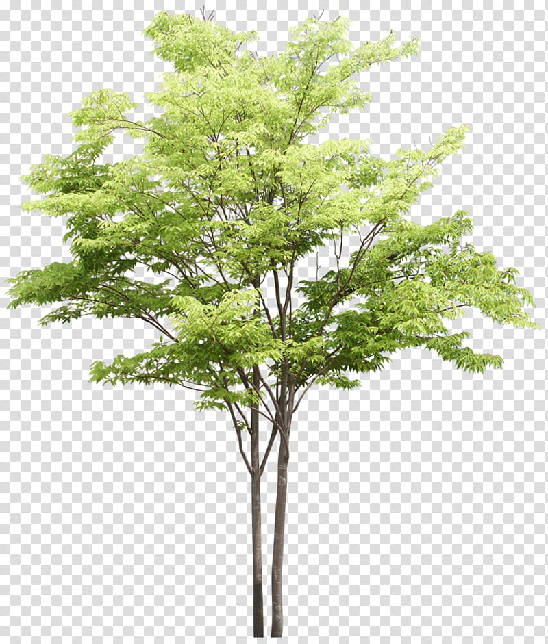 Tree Plant Ash, tree transparent background PNG clipart