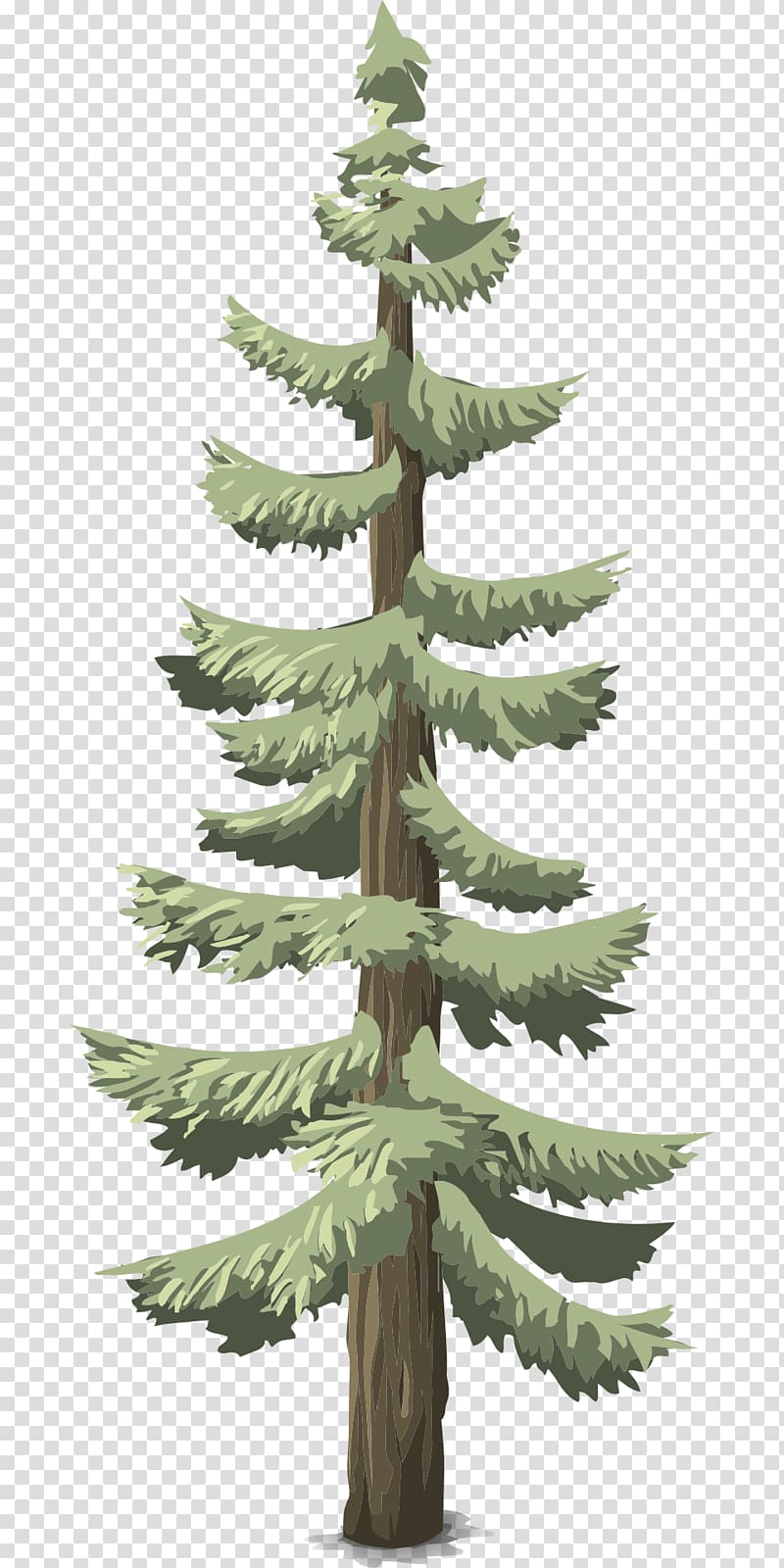 Pine Conifers Tree Conifer cone Evergreen, pine transparent background PNG clipart