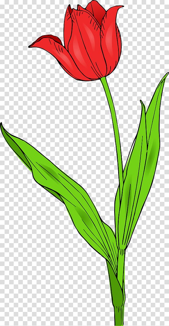 Tulipa gesneriana Free content Flower , Of Hibiscus Plant transparent background PNG clipart