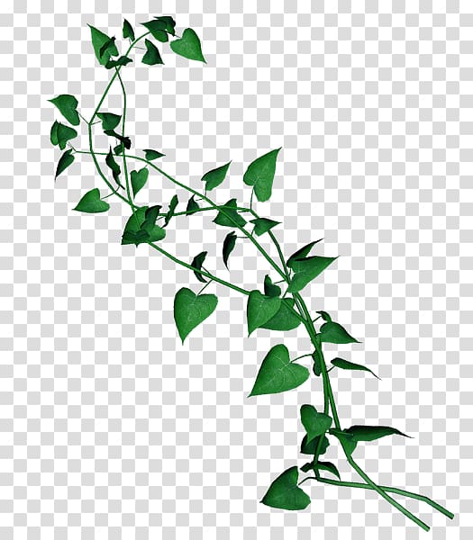 Liana Common ivy Evergreen Leaf, Leaf transparent background PNG clipart