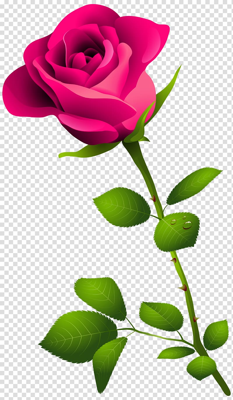 Rose Pink Flower , Pink Rose with Stem , pink rose illustration transparent background PNG clipart