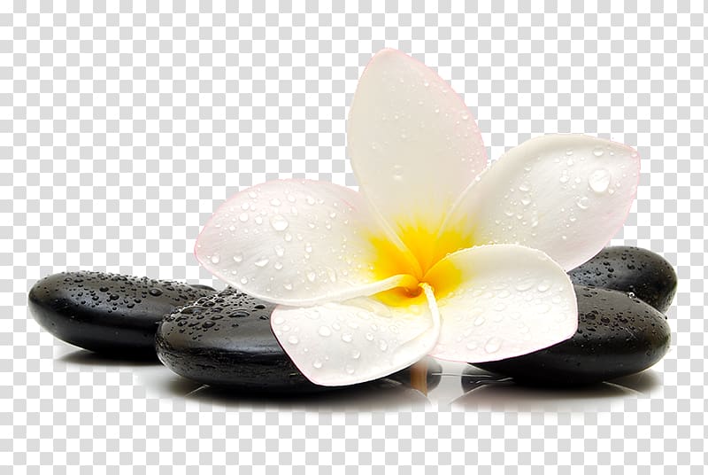 white and yellow plumeria flower with water dew on black pebbles illustration, Stone massage Stellar Fitness Spa Pedicure, skull transparent background PNG clipart