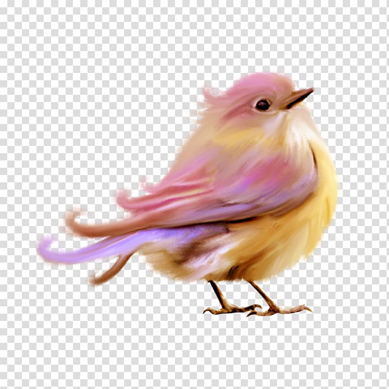 cute little birds transparent background PNG clipart