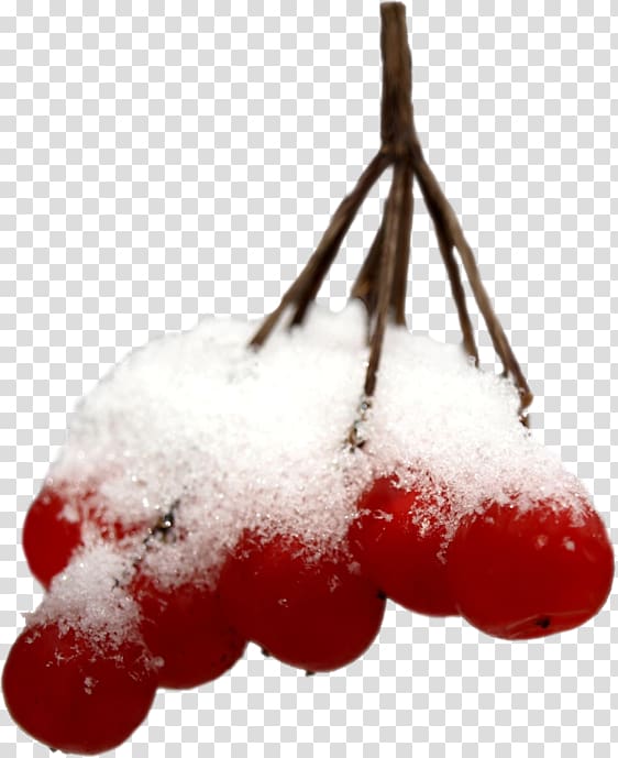 Berry Mountain-ash Snow Winter , snow transparent background PNG clipart