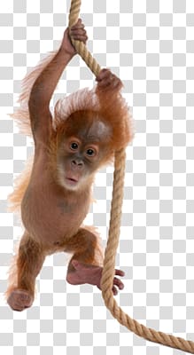 Orangutan transparent background PNG clipart