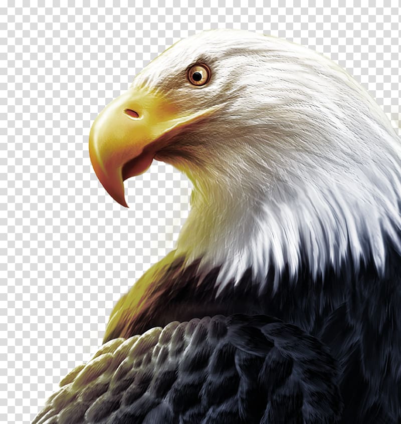 black and white eagle, United States T-shirt High-definition television Three-dimensional space , Eagle head and sharp eyes transparent background PNG clipart