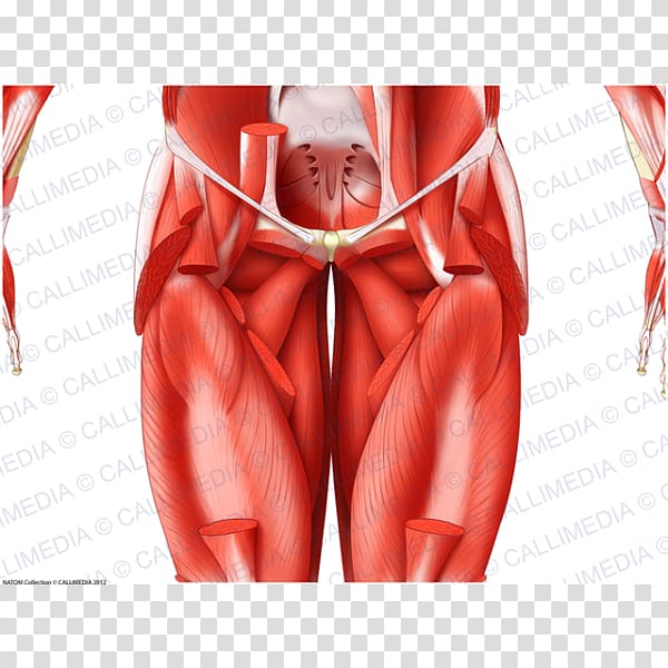 Muscles of the hip Muscles of the hip Thigh Coronal plane, arm transparent background PNG clipart