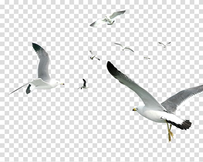 Bird Gulls Computer graphics, Seabirds transparent background PNG clipart