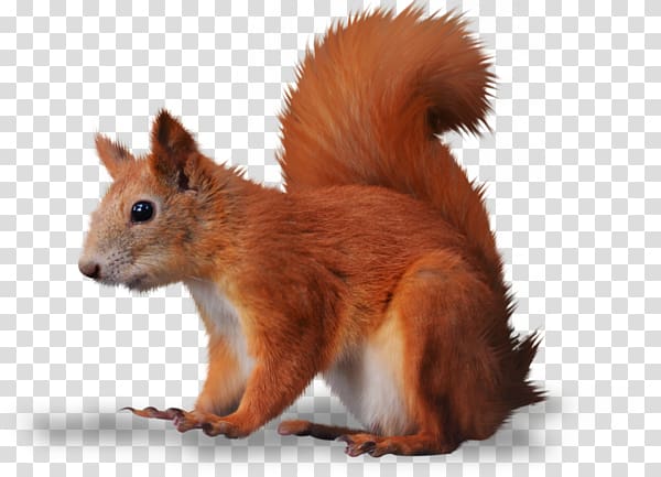 Squirrel , squirrel transparent background PNG clipart