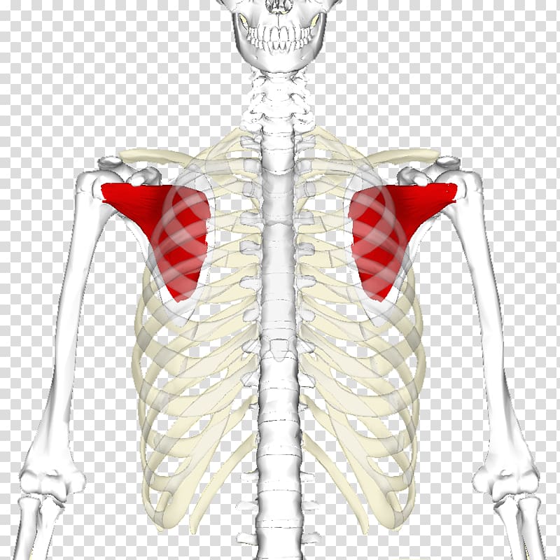 Subscapularis muscle Infraspinatus muscle Rotator cuff Shoulder, human ribs transparent background PNG clipart