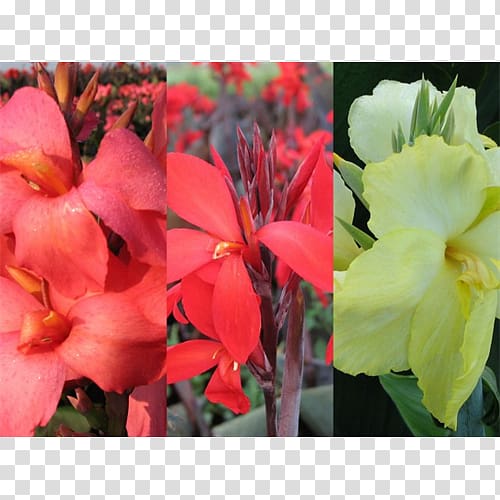 Canna Indian shot Begonia Annual plant Herbaceous plant, others transparent background PNG clipart