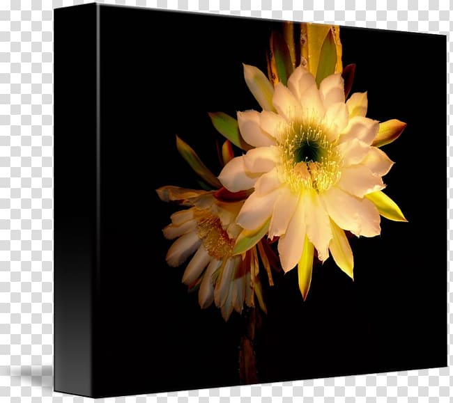 Still life Citroën Cactus M, Night Blooming Cactus transparent background PNG clipart