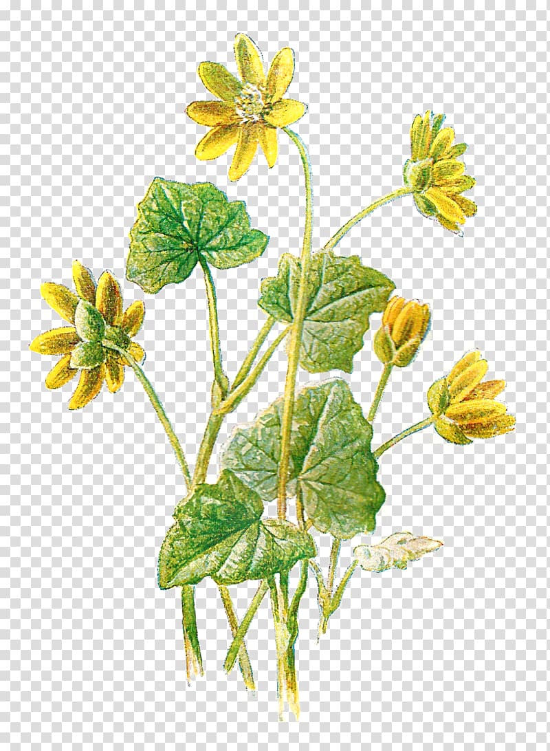 Ficaria verna Flower Greater celandine Botany, botanical transparent background PNG clipart