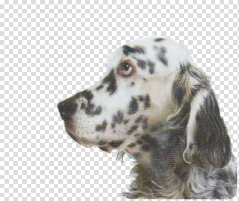 English Setter Russian Spaniel Dog breed Companion dog, english setter transparent background PNG clipart