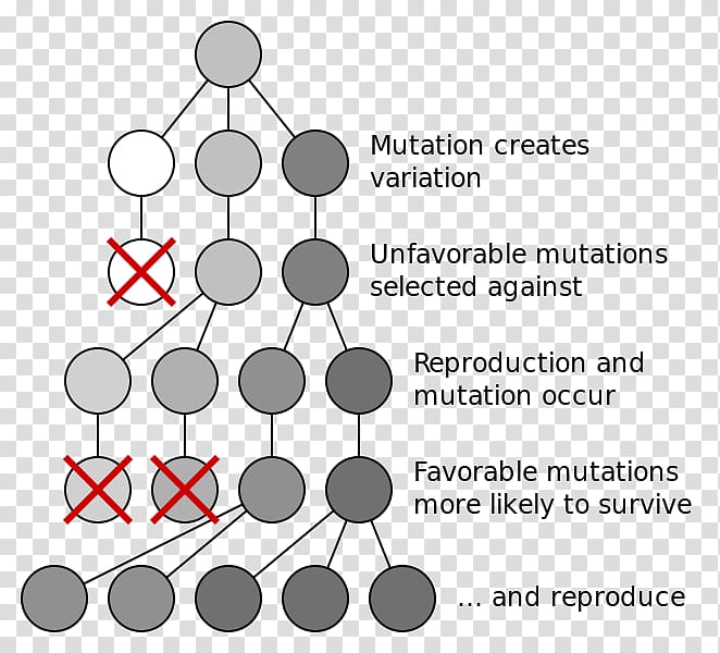 Natural selection Evolutionary biology Evolutionary biology Genetic variation, science transparent background PNG clipart