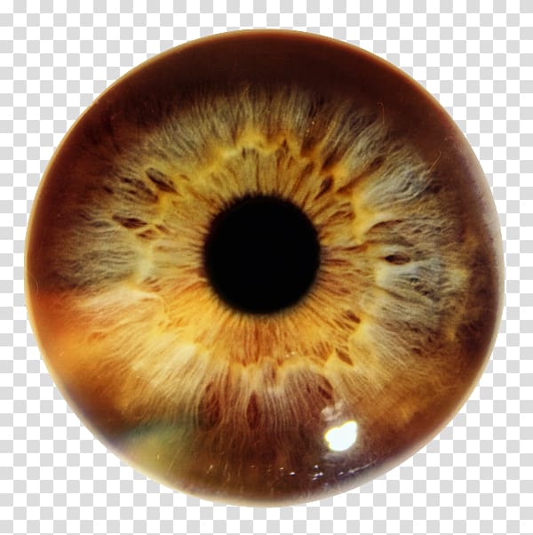 hazel eyes, Iris Human eye Pupil Eye color, Eye transparent background PNG clipart
