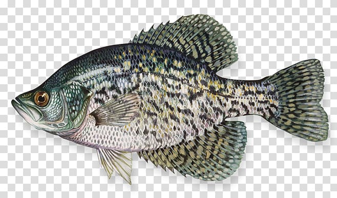 Black crappie White crappie Northern pike Largemouth bass Yellow perch, Fishing transparent background PNG clipart