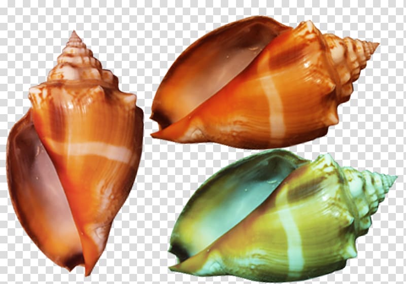 Color Conch Yellow Google s, Colorful conch transparent background PNG clipart