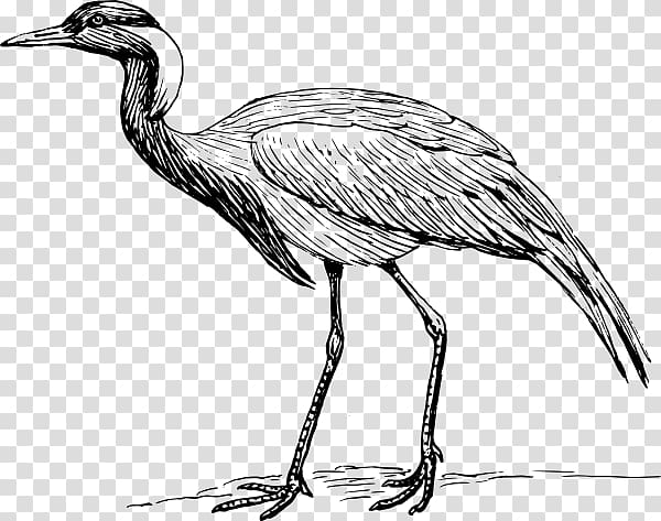 Demoiselle Crane Bird Heron , japanese Crane transparent background PNG clipart