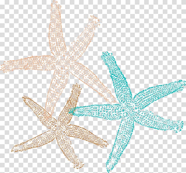 Sand dollar Starfish Computer Icons , starfish transparent background PNG clipart