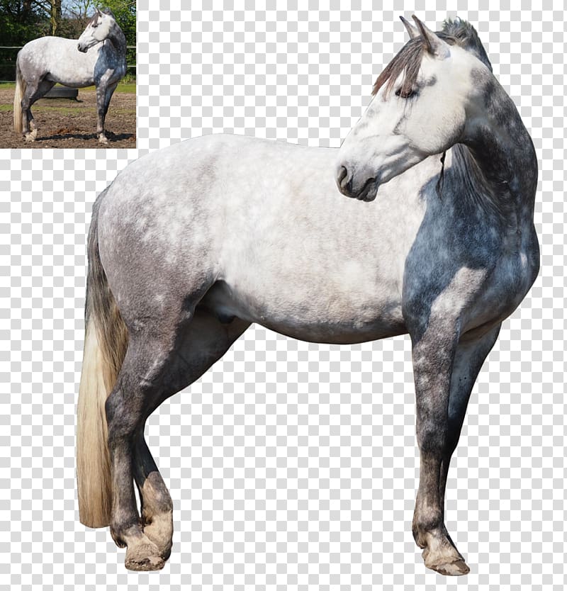Andalusian horse Mustang Stallion Standing Horse Mare, Horses transparent background PNG clipart