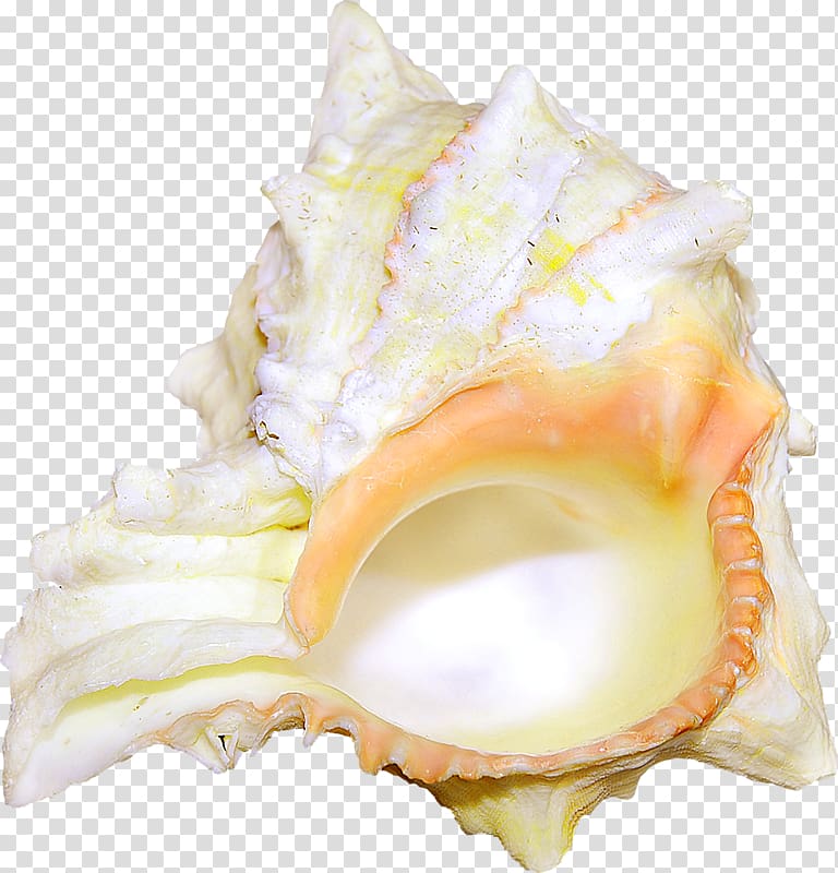 Cockle Seashell Shellfish Conch, seashell transparent background PNG clipart