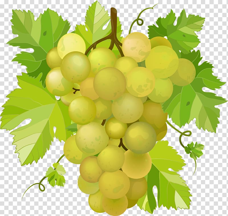 Wine Concord grape , Grapes transparent background PNG clipart