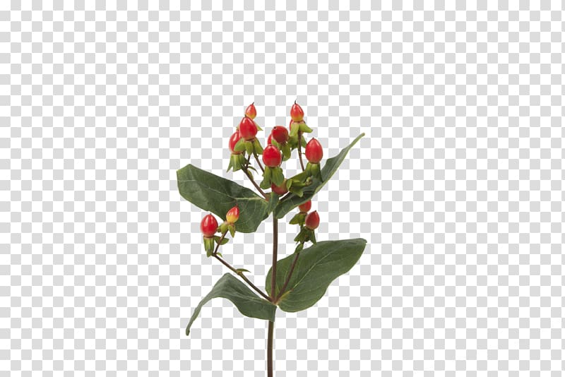 Cut flowers Bud Hypericum Plant stem, flower transparent background PNG clipart